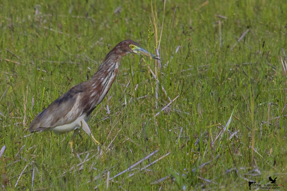 volavka čínská - ML349743341