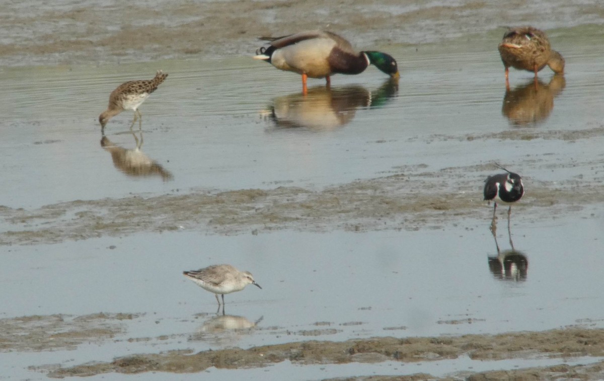 Red Knot - ML349747071