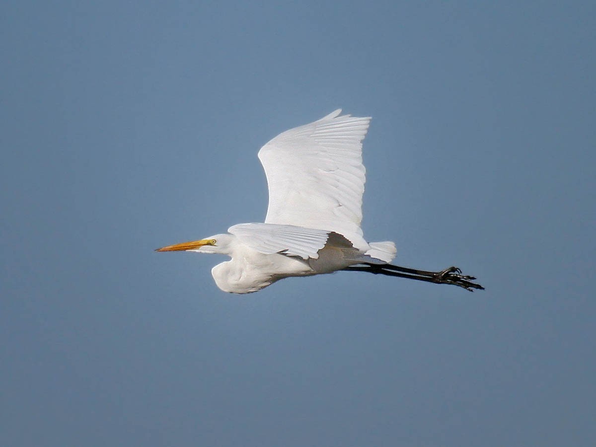 Great Egret - Greg Gillson