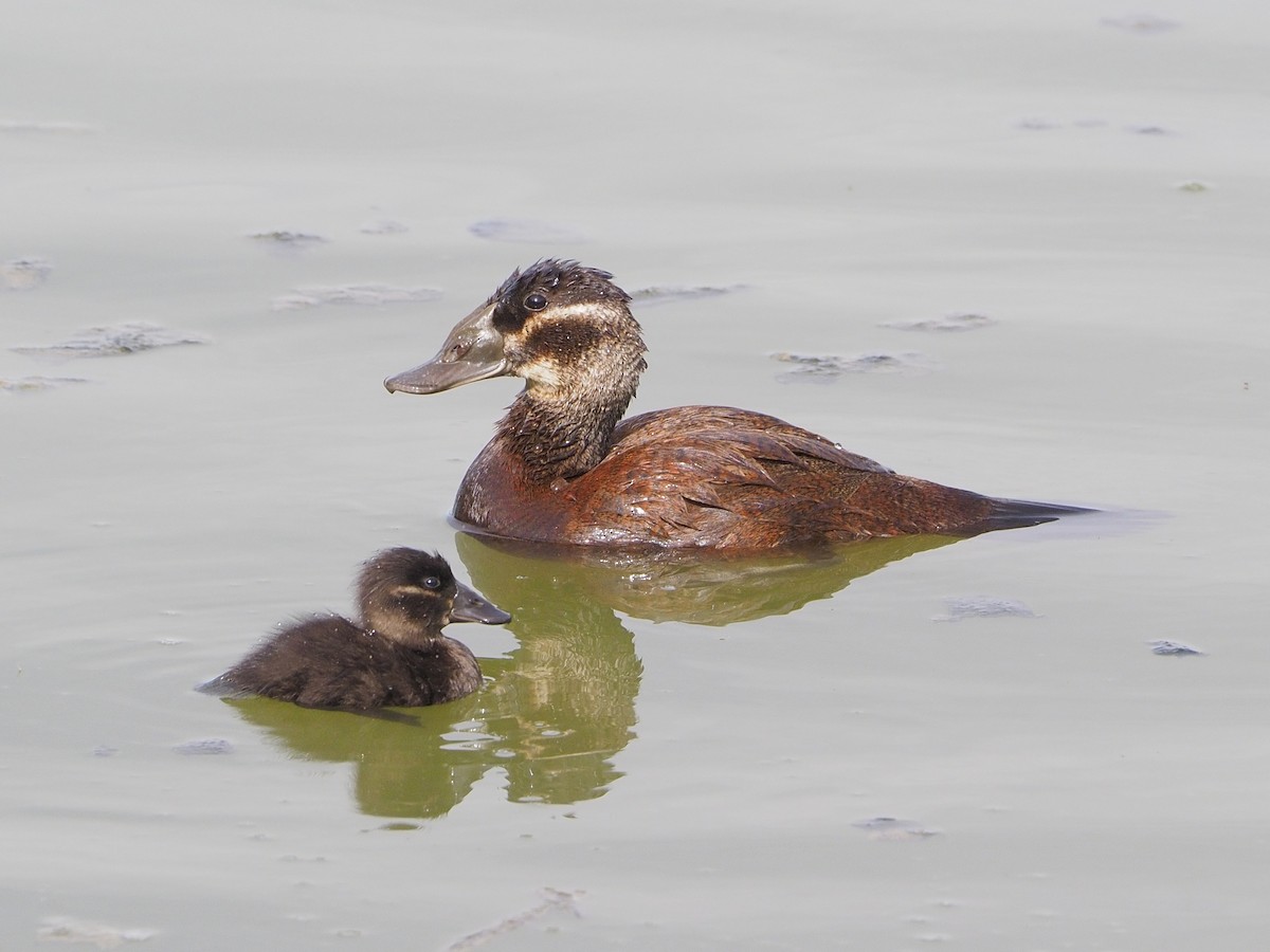 White-headed Duck - David Valentin