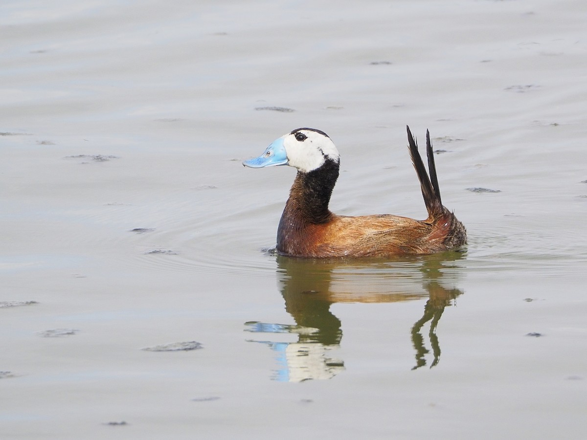 White-headed Duck - David Valentin