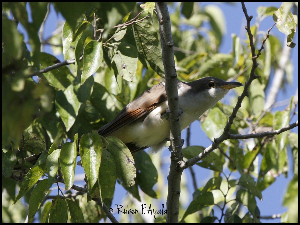 Yellow-billed Cuckoo - ML34975161