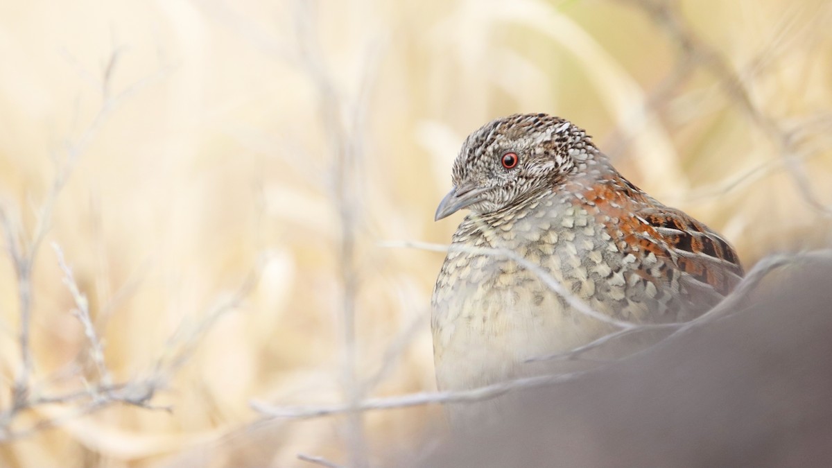 Painted Buttonquail - ML349751901
