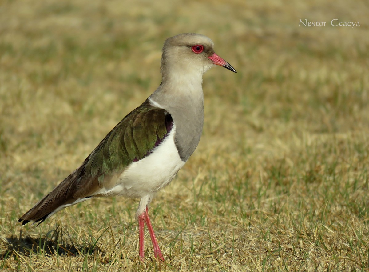 Andean Lapwing - Nestor Ccacya Baca