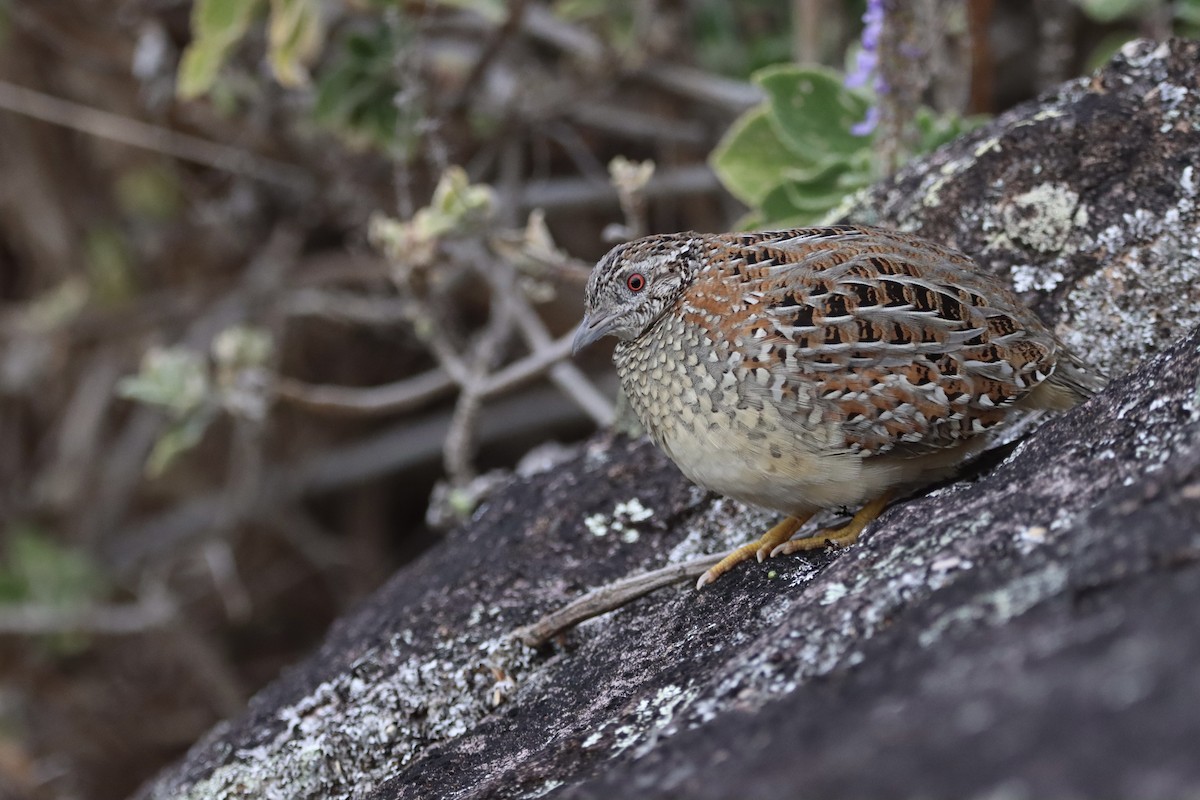 Painted Buttonquail - ML349751911