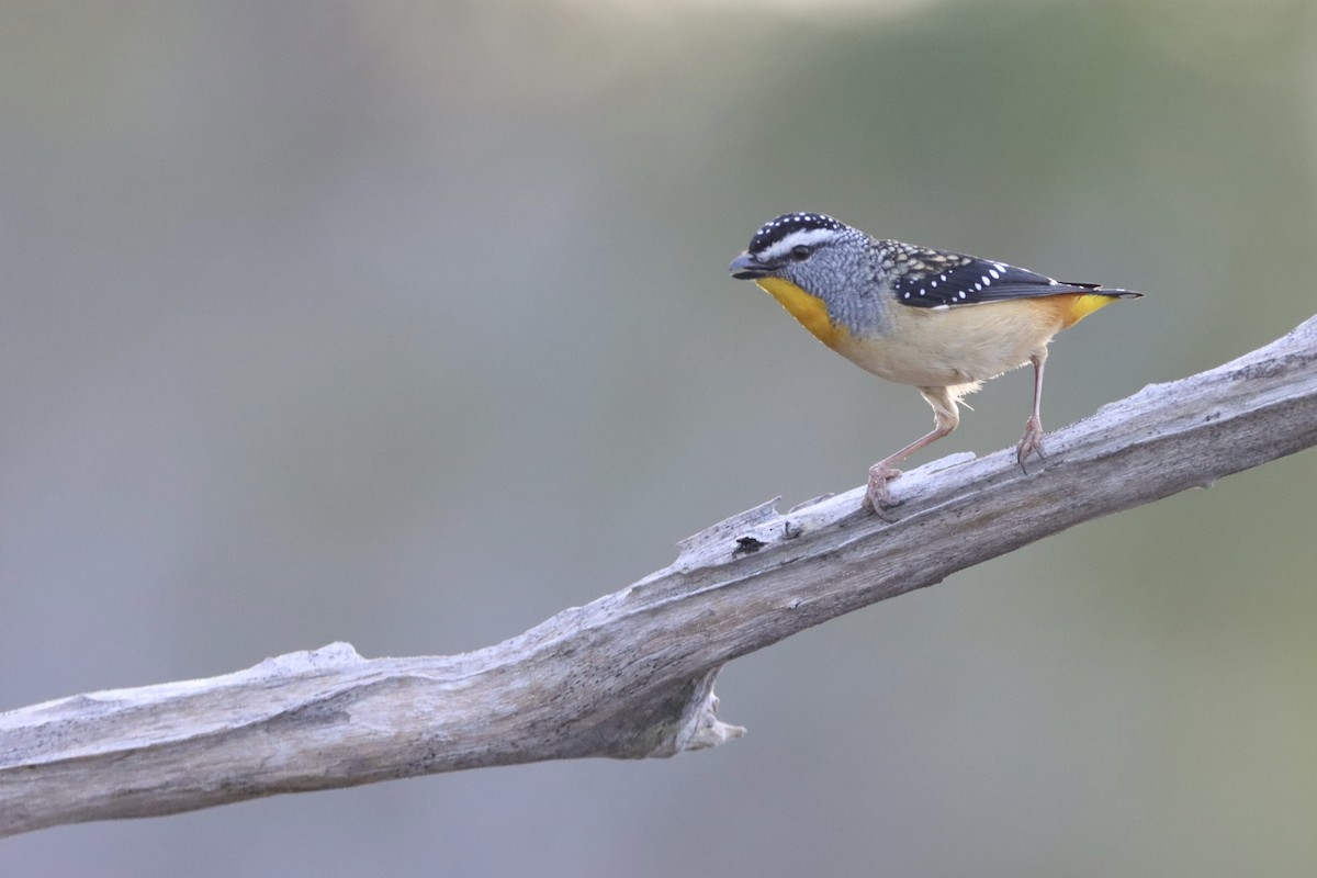 Spotted Pardalote - ML349751961