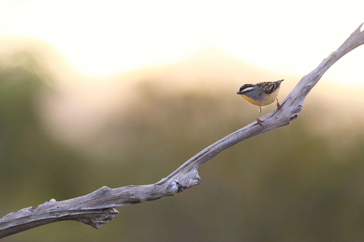 Spotted Pardalote - ML349751971
