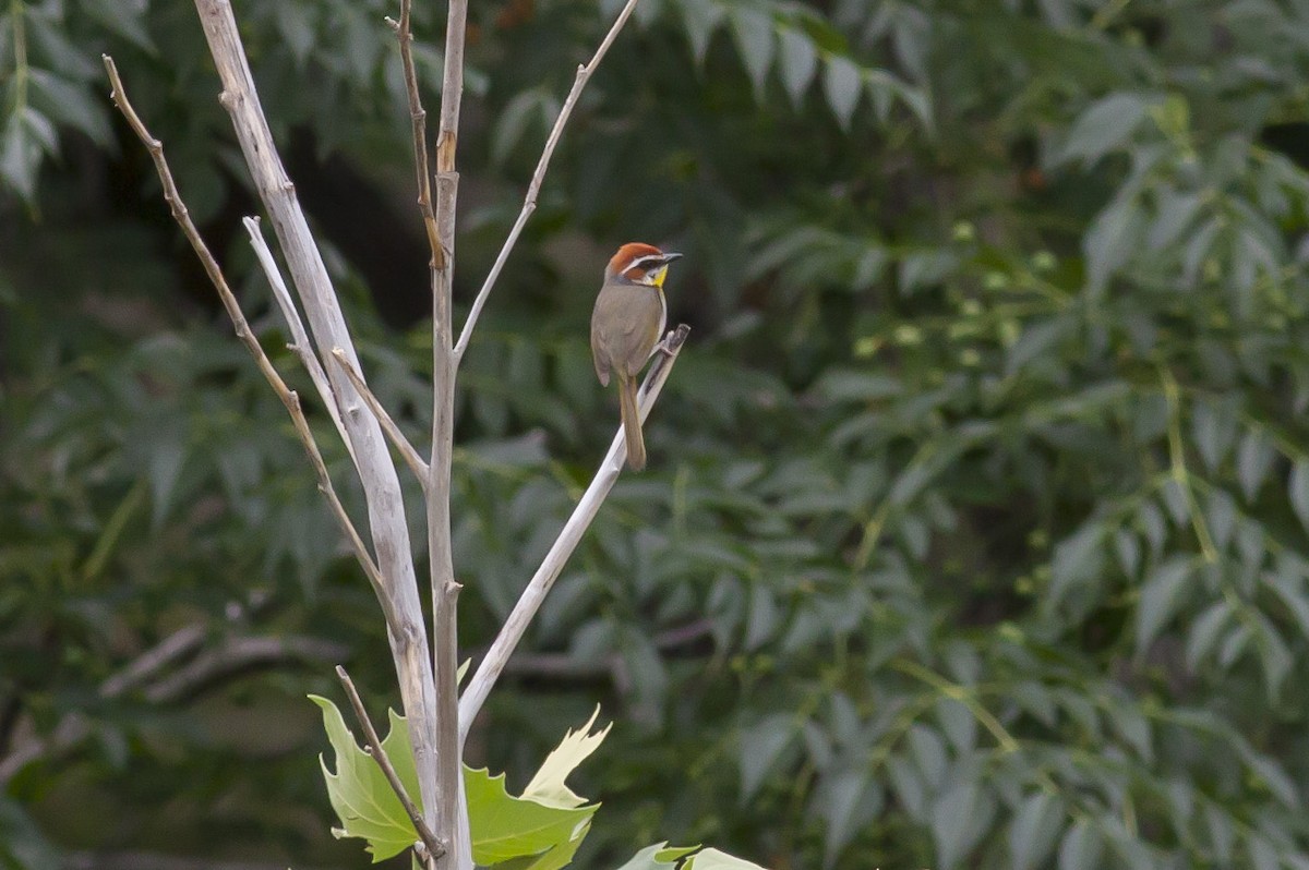Rufous-capped Warbler - ML349752571