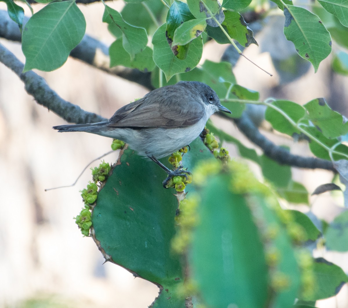 Lesser Whitethroat - ML349752631