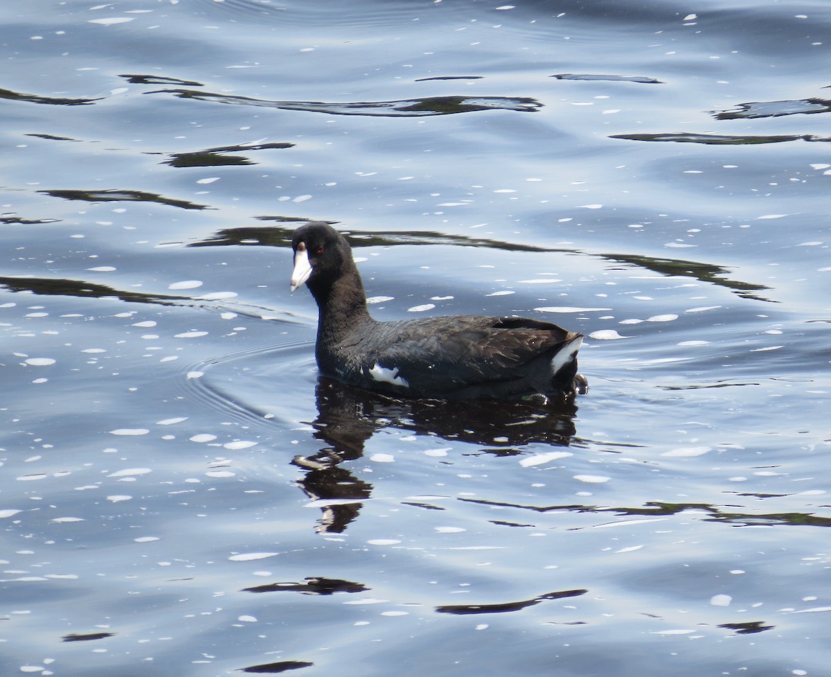 American Coot - Eric Wilmot