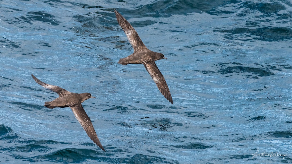 Sooty Shearwater - Karsten Bidstrup