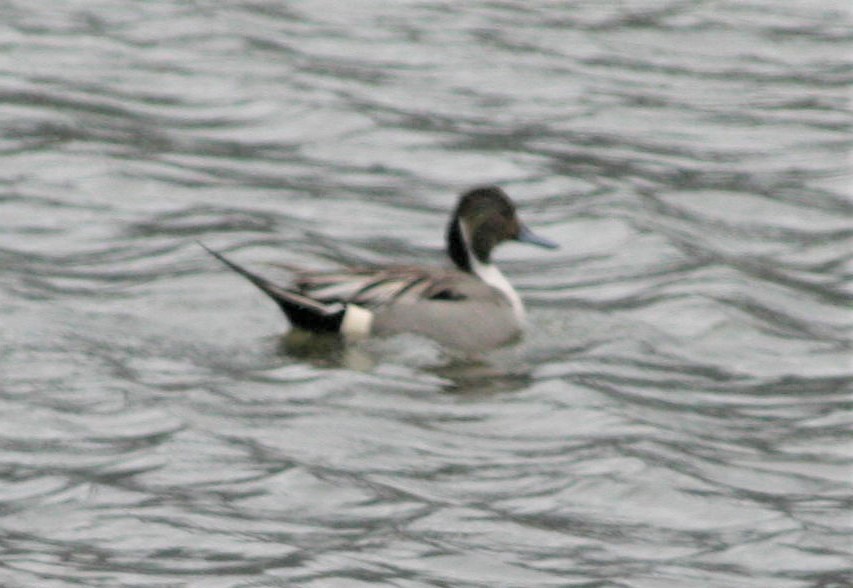 Northern Pintail - ML349754731