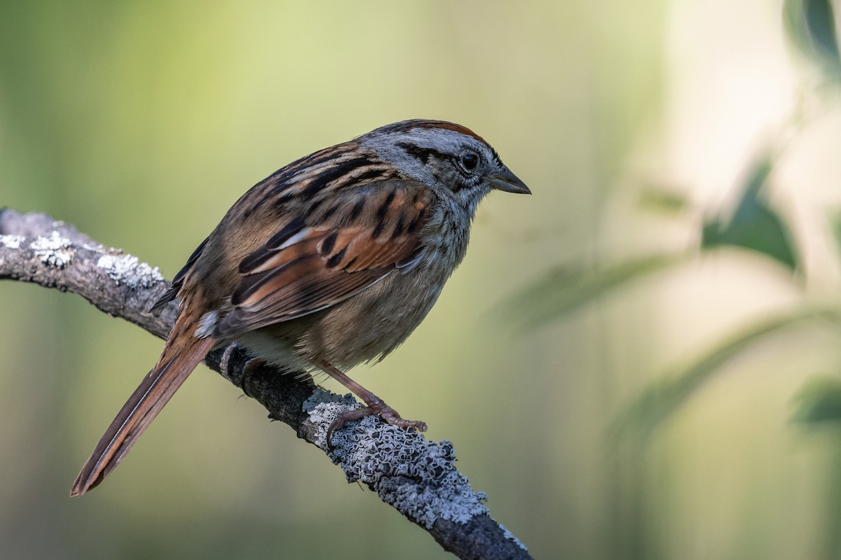 Swamp Sparrow - ML349755001