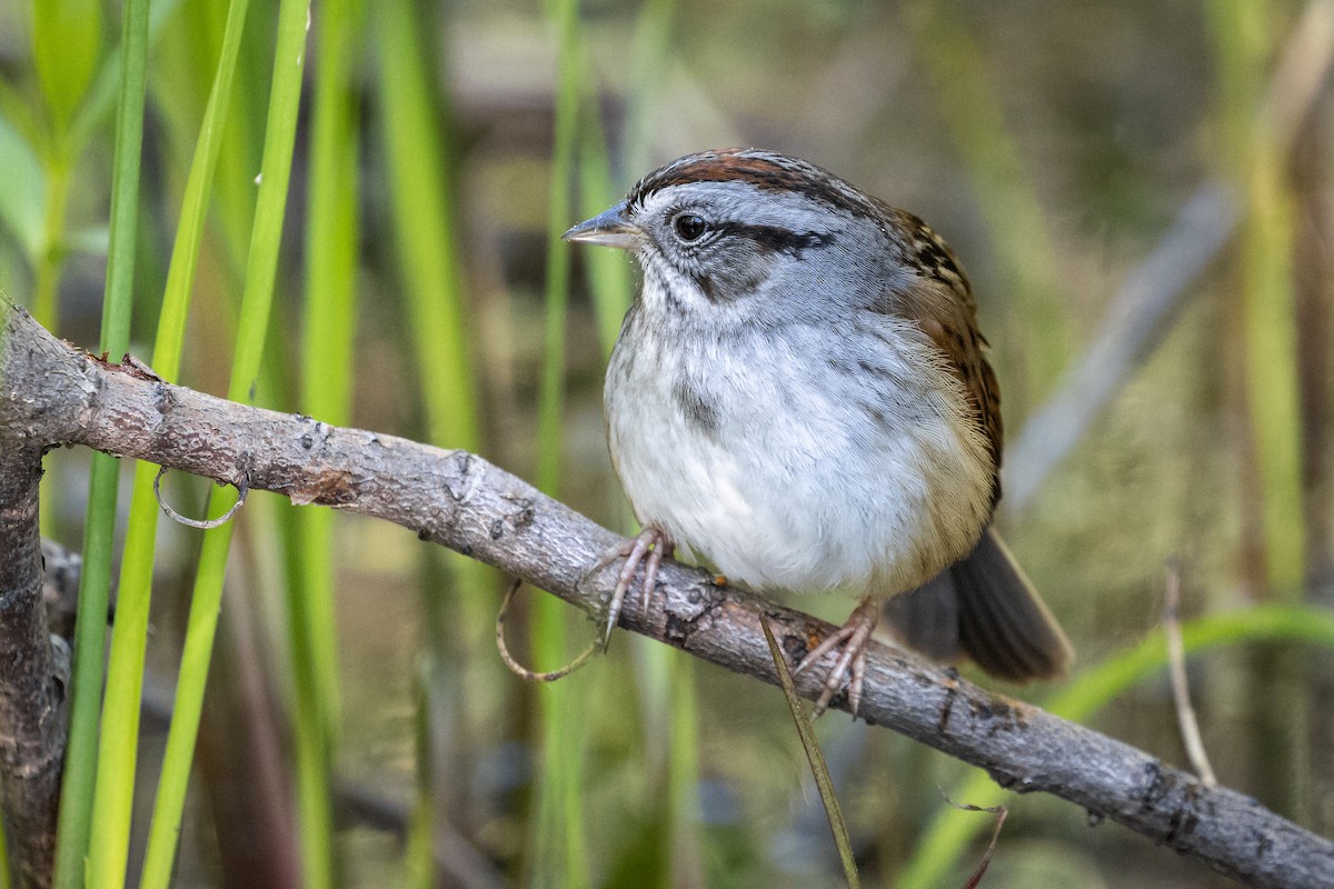 Swamp Sparrow - ML349755011