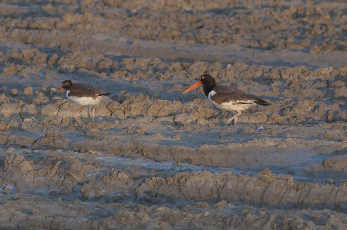 American Oystercatcher - ML349755141