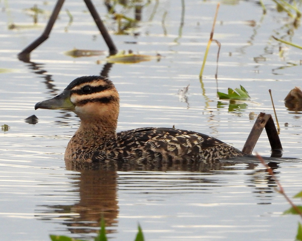 Masked Duck - ML349755371