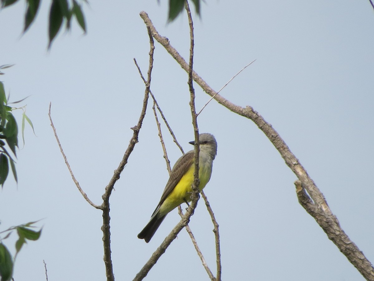 Western Kingbird - Mark Gorges