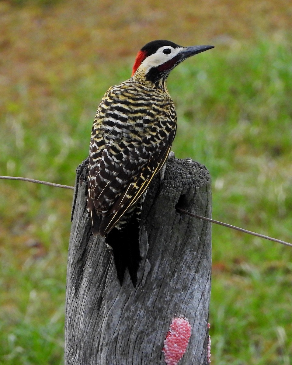 Green-barred Woodpecker - ML349756921