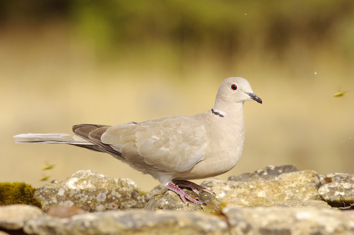 Eurasian Collared-Dove - ML349758081