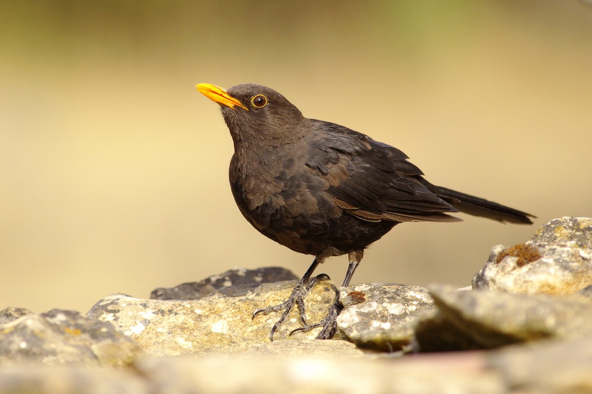 Eurasian Blackbird - ML349758221