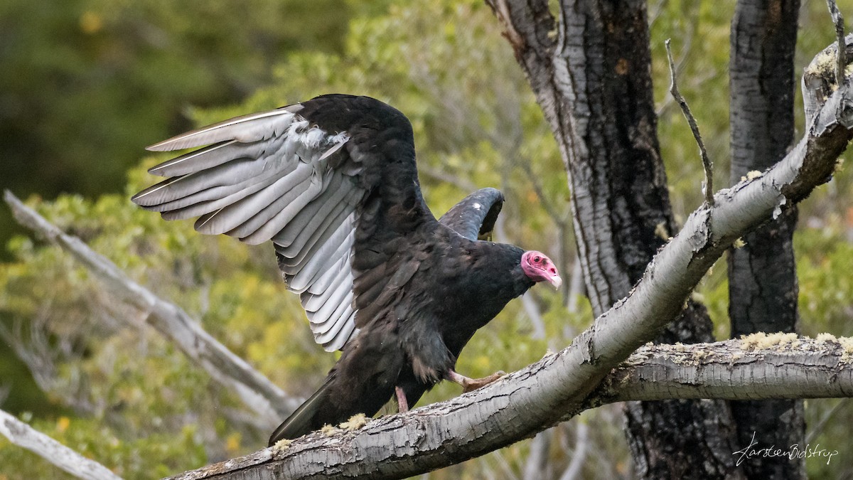 Turkey Vulture - Karsten Bidstrup