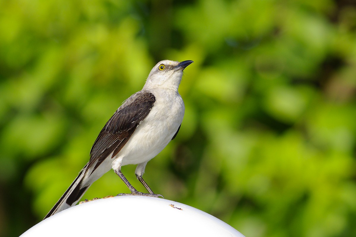 Tropical Mockingbird - ML349758961