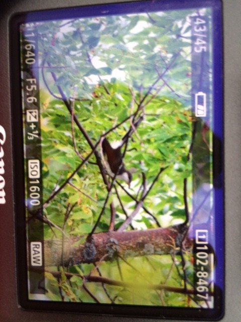 kukačka dešťová - ML34975911