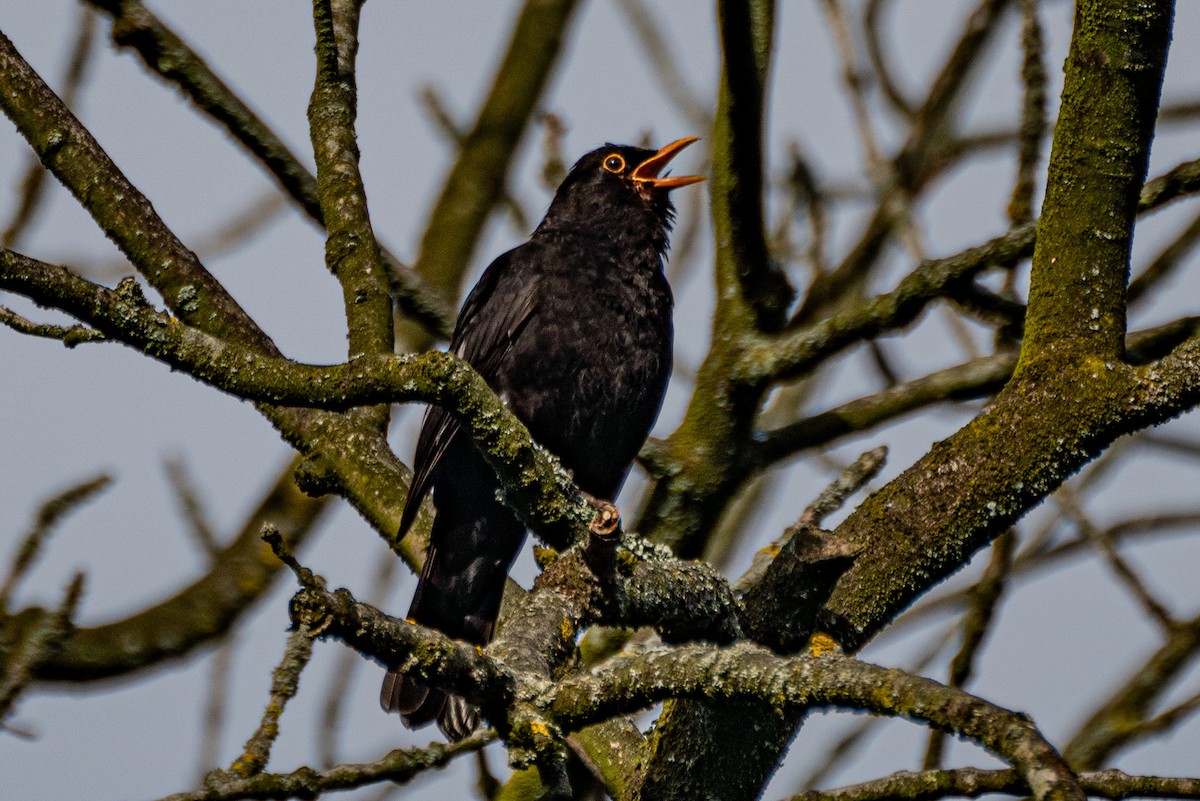 Eurasian Blackbird - ML349759591