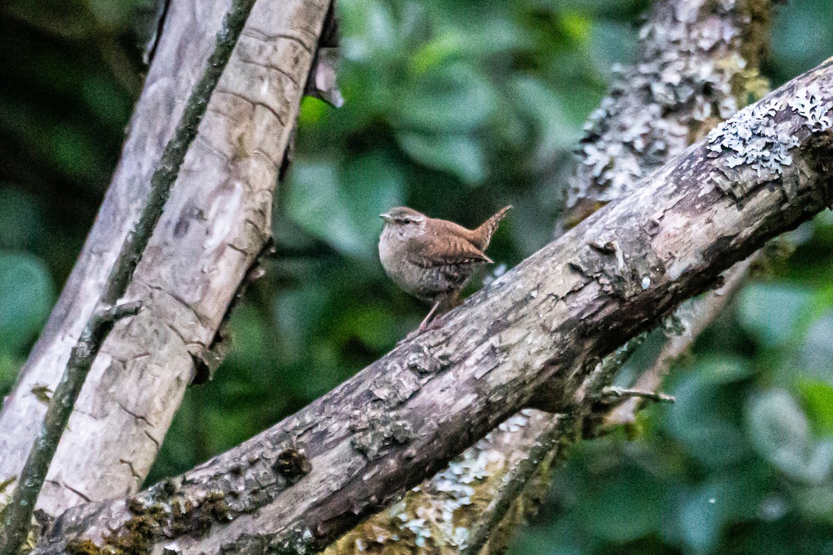 Eurasian Wren - ML349759811