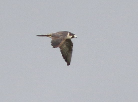 Peregrine Falcon - ML34976101