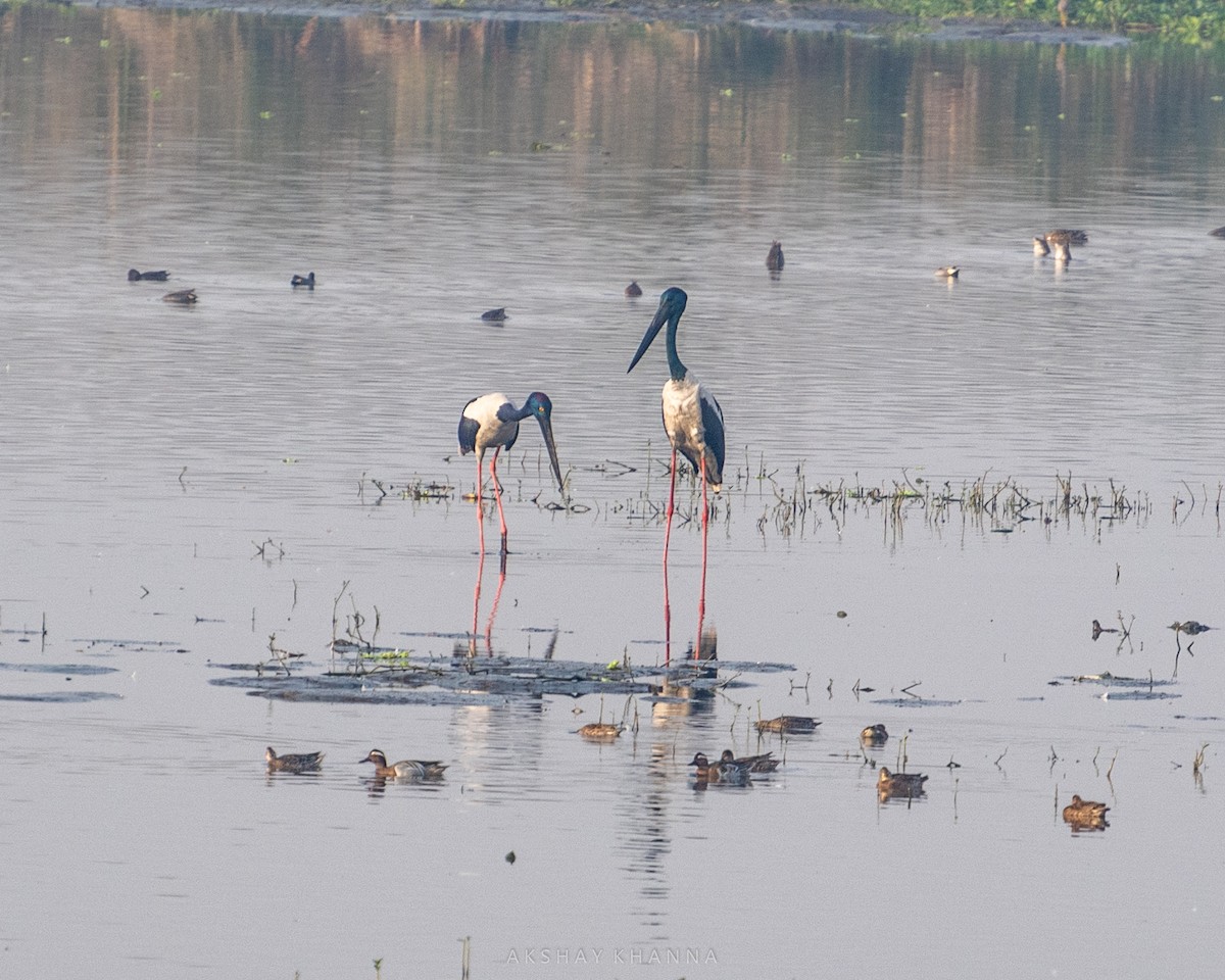 Black-necked Stork - Akshay Khanna