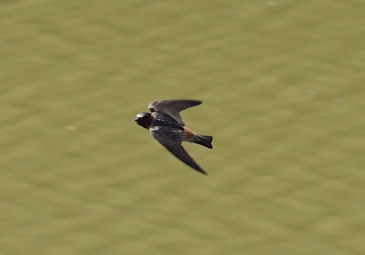 Cliff Swallow - Christopher DiPiazza