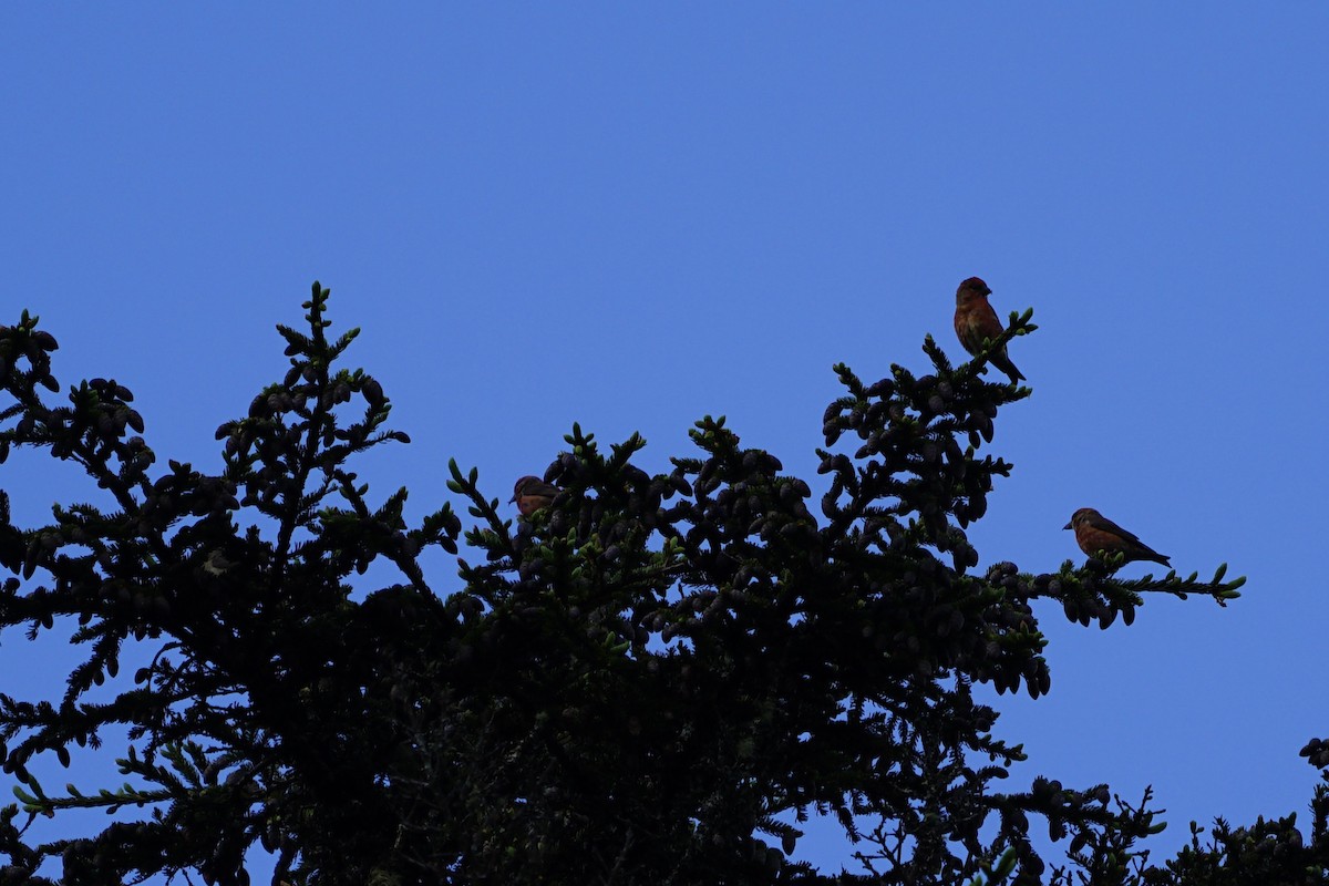 Red Crossbill - ML349761741