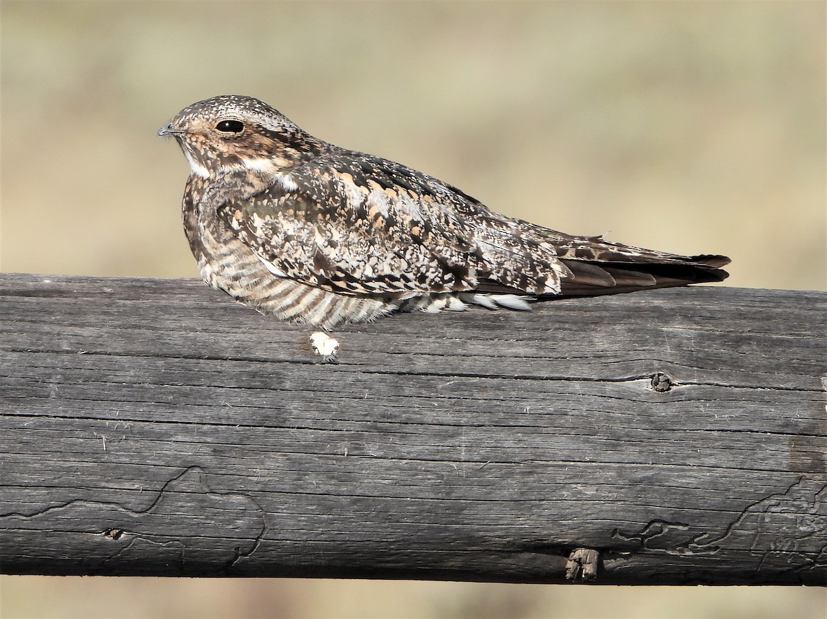 Common Nighthawk - David Edwards