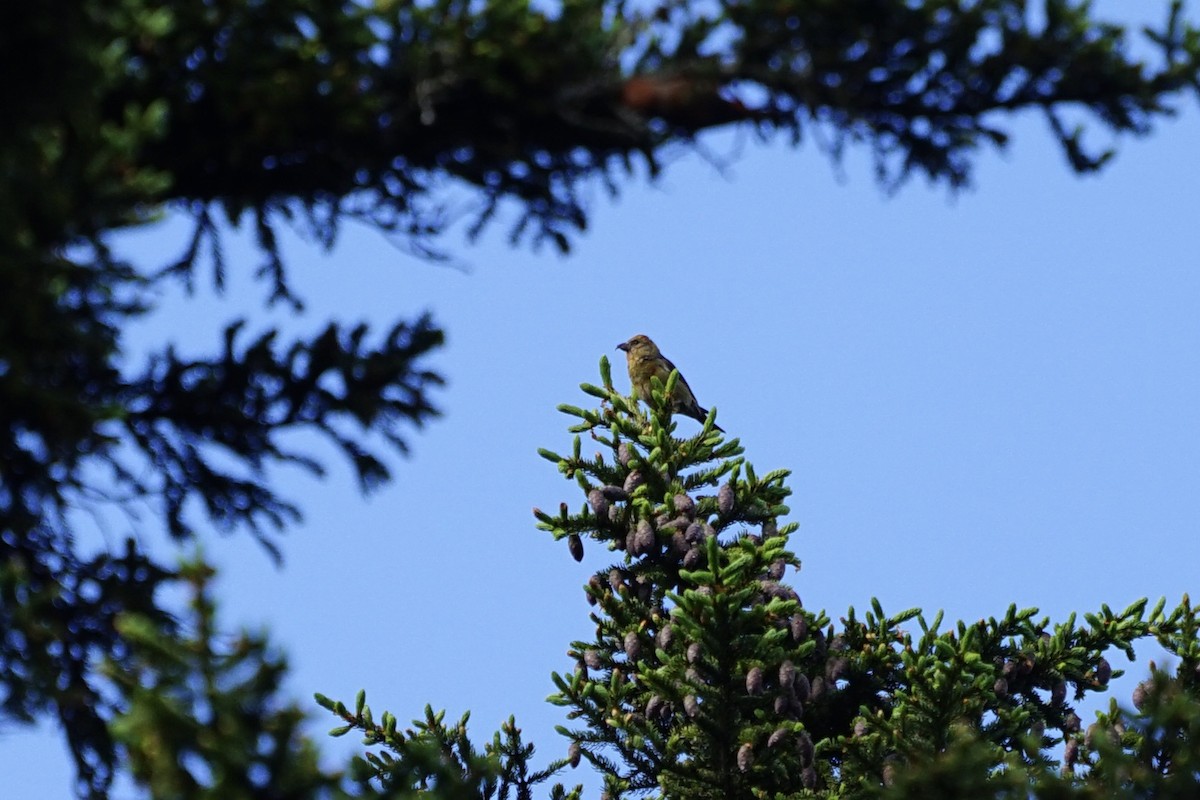 Red Crossbill - ML349762061