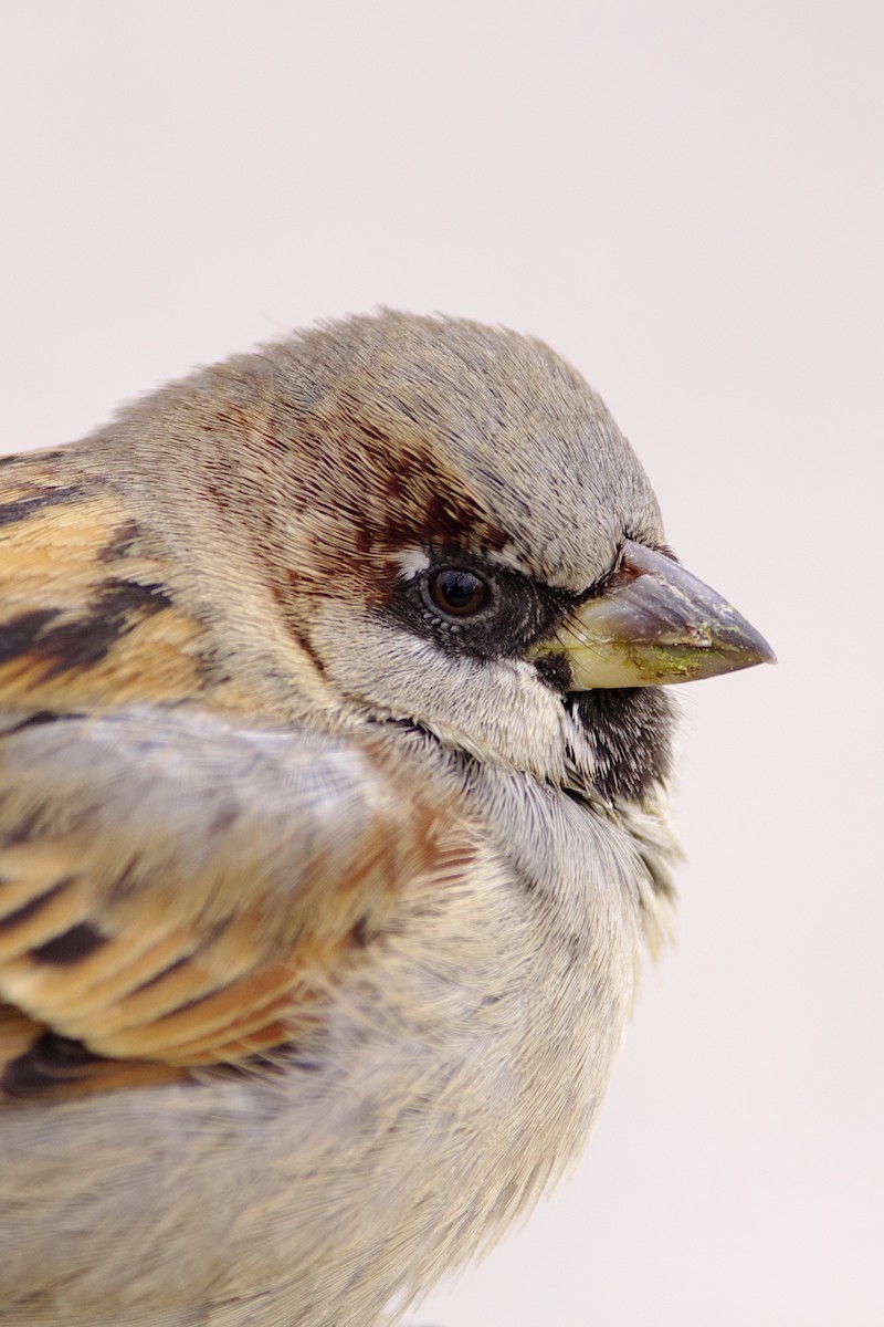 House Sparrow - ML349763181