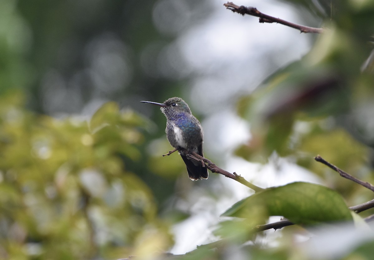 kolibřík safírový - ML349765911