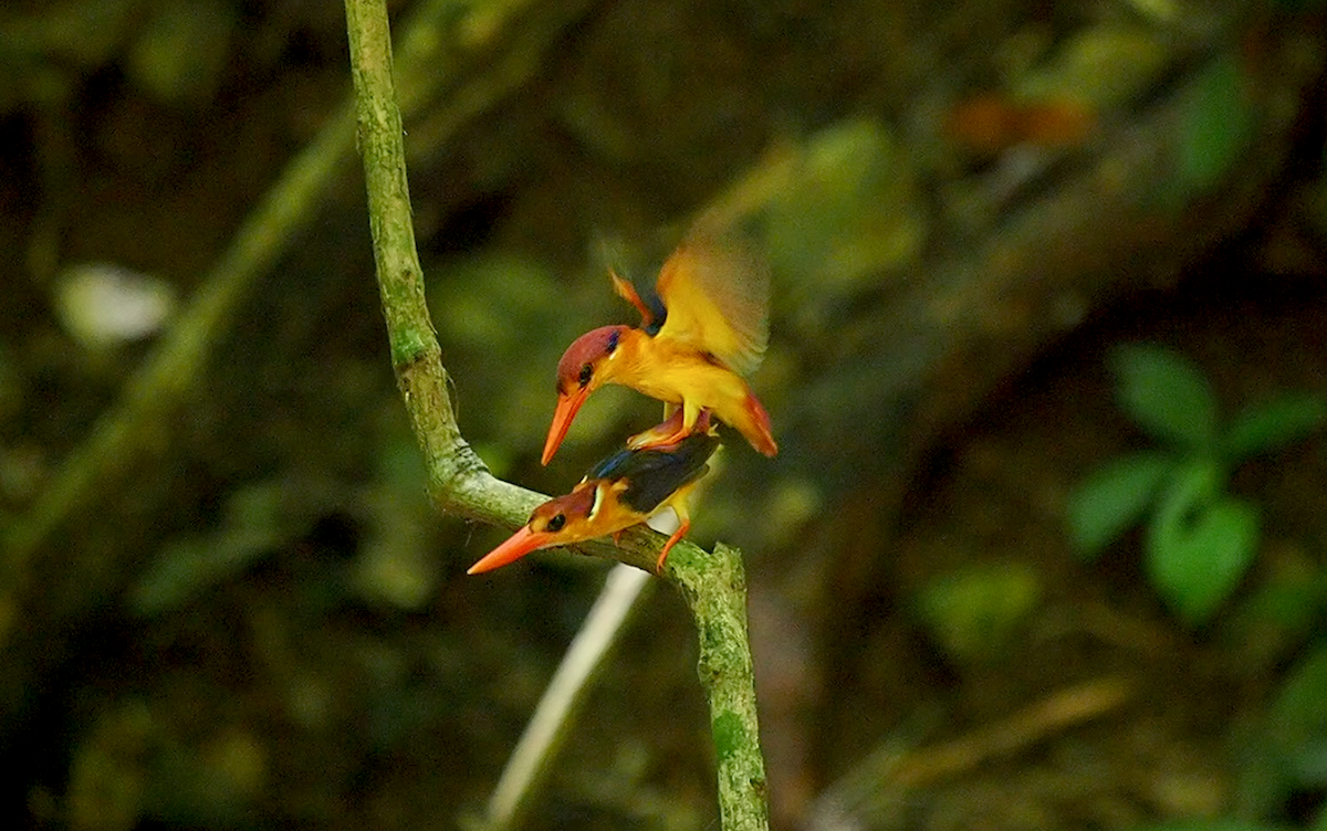 Black-backed Dwarf-Kingfisher - ML349766431