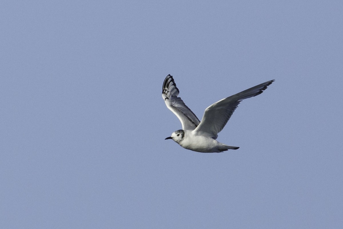 Bonaparte's Gull - ML349766451
