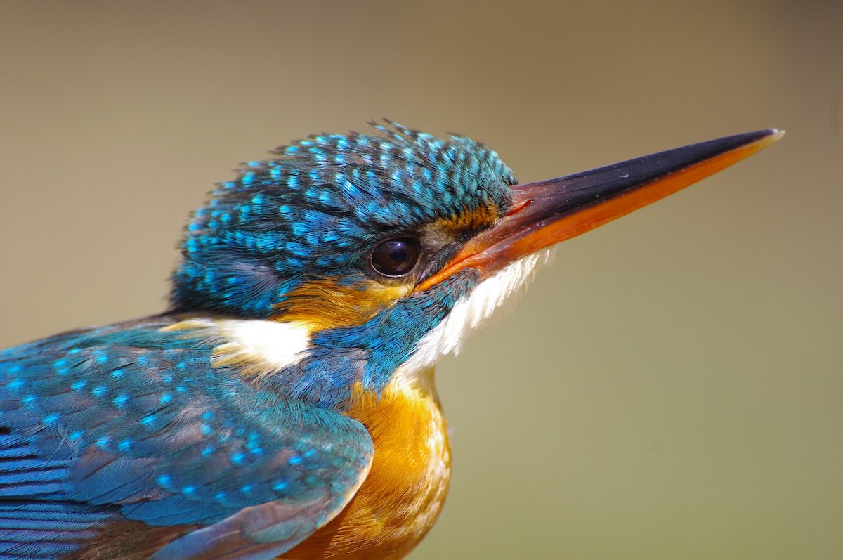 Common Kingfisher - David Valentin