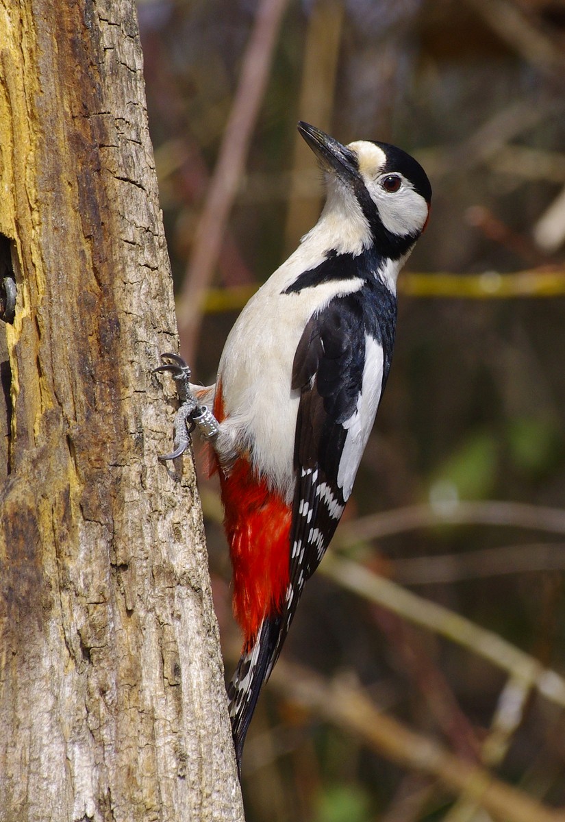 Great Spotted Woodpecker - David Valentin