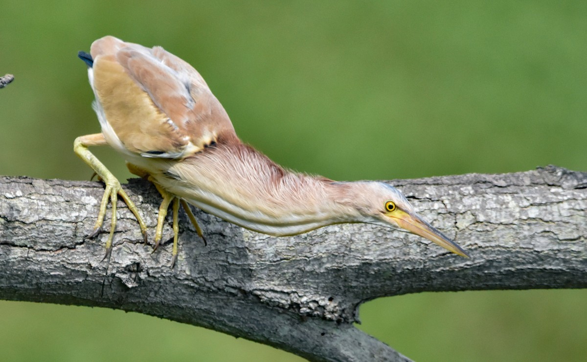 Yellow Bittern - Mohan Bala