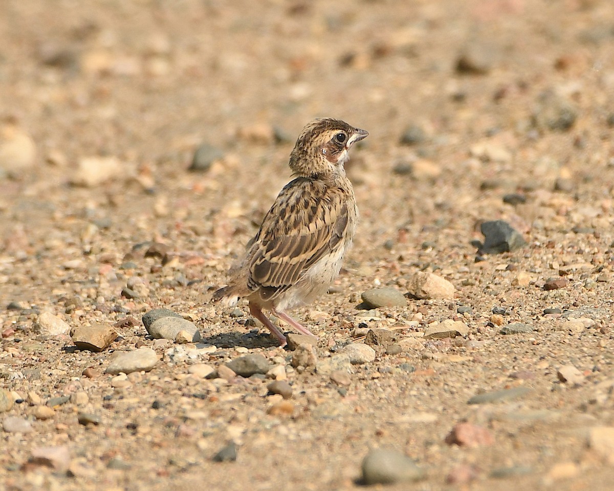 Lark Sparrow - Ted Wolff