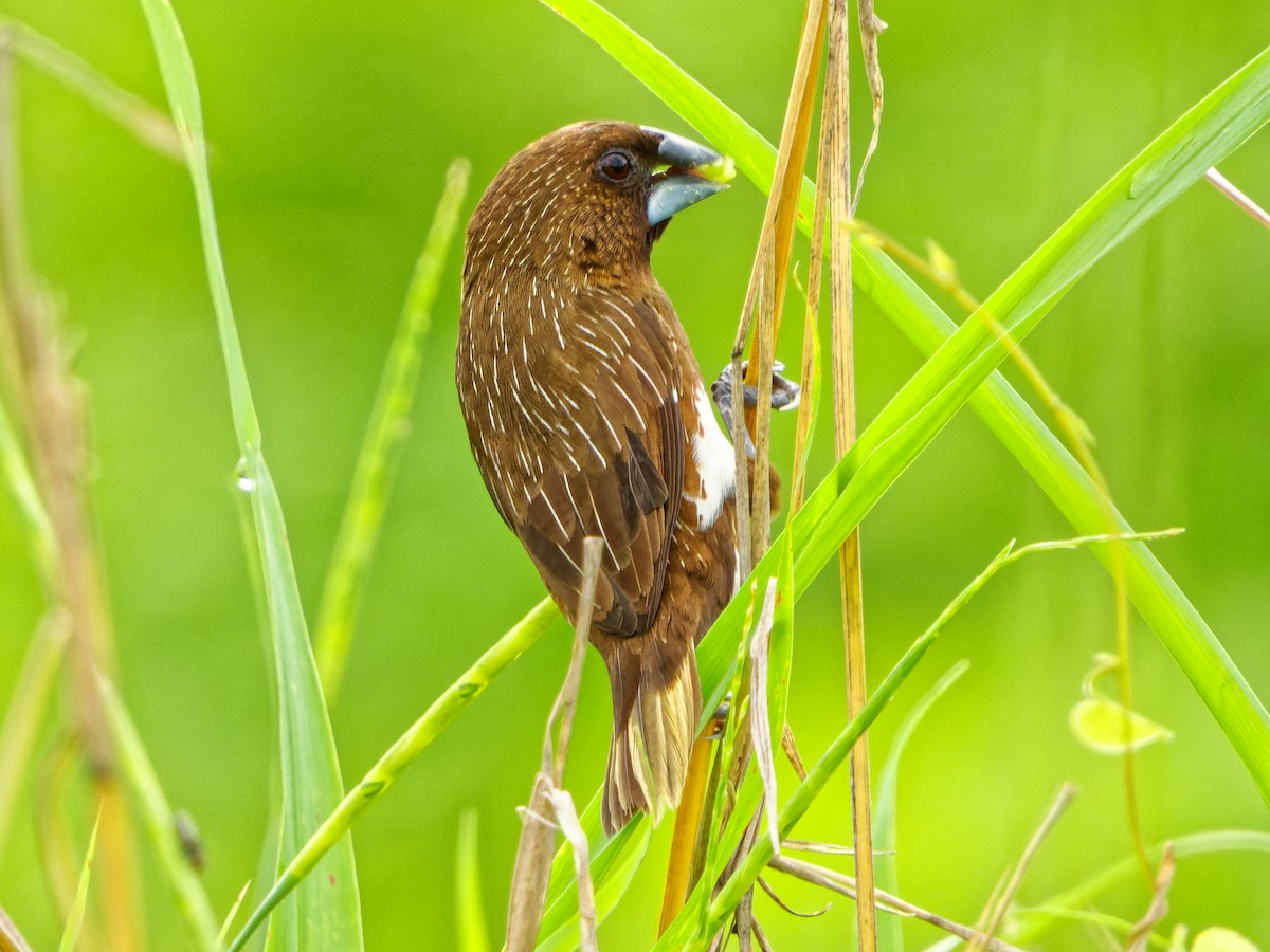 White-bellied Munia - ML349771431