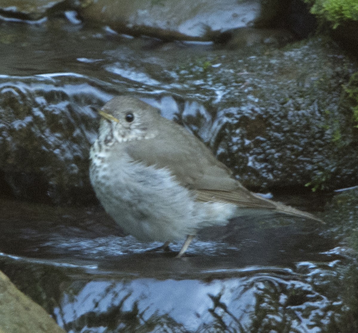 Gray-cheeked Thrush - Willie D'Anna