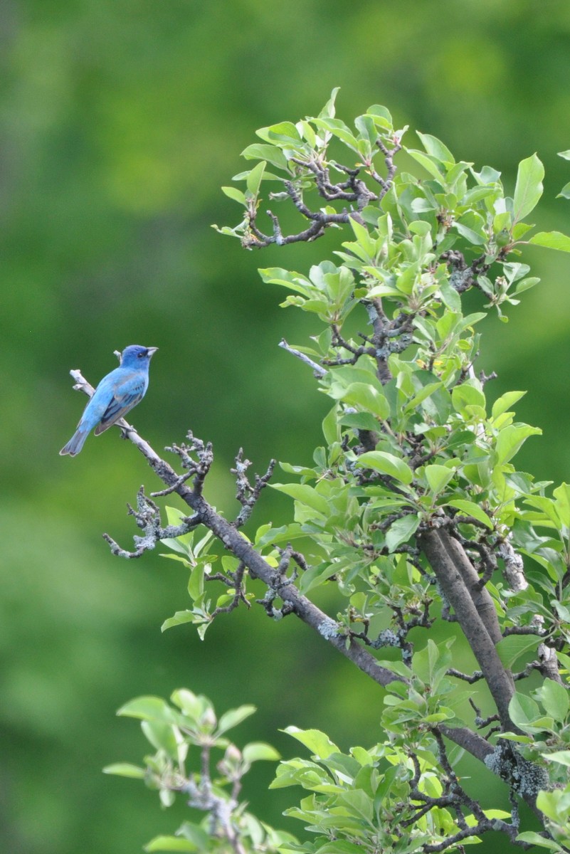 Indigo Bunting - ML349773821