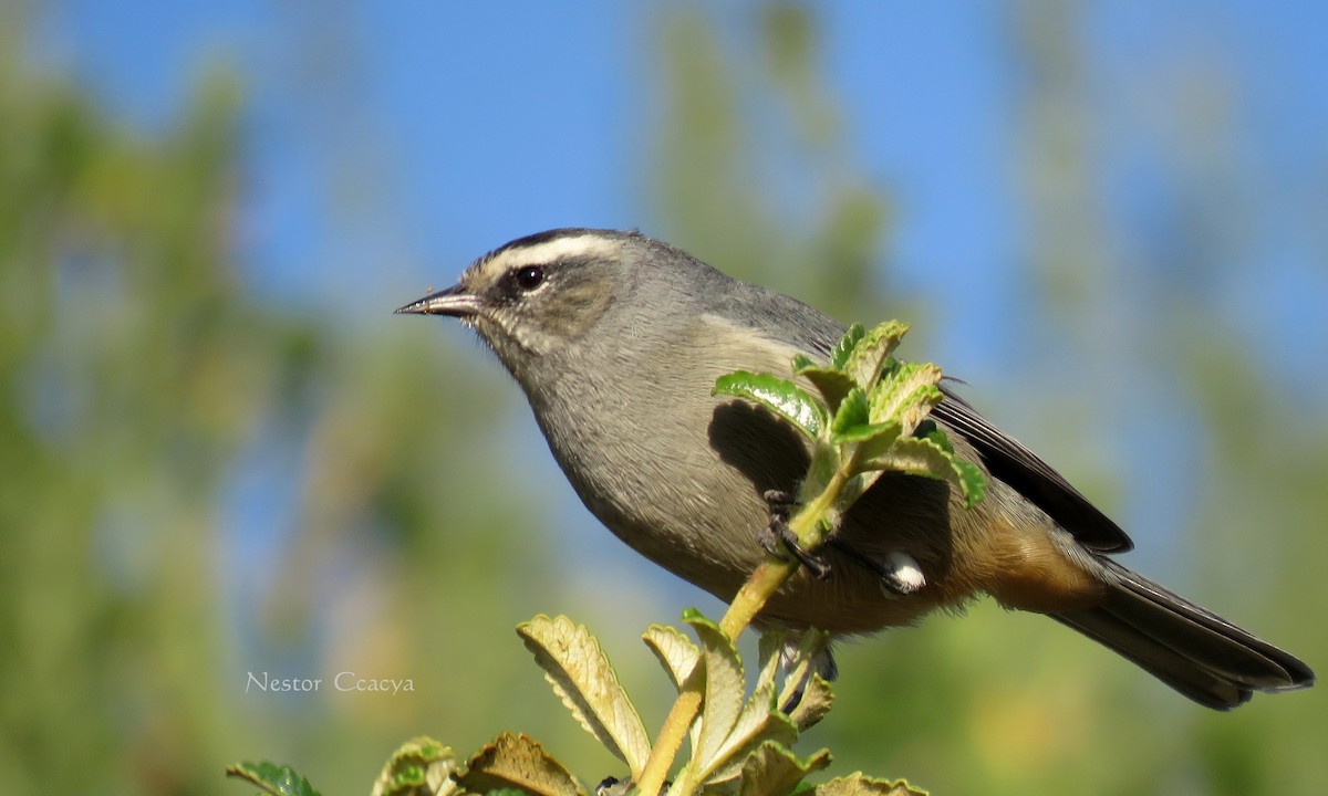 Cinereous Conebill - Nestor Ccacya Baca