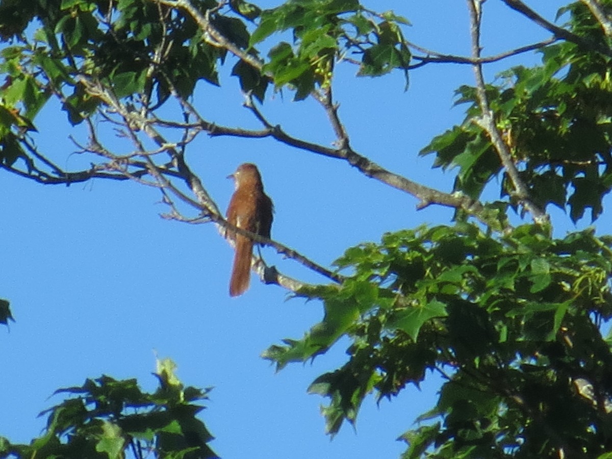 Brown Thrasher - ML349775291