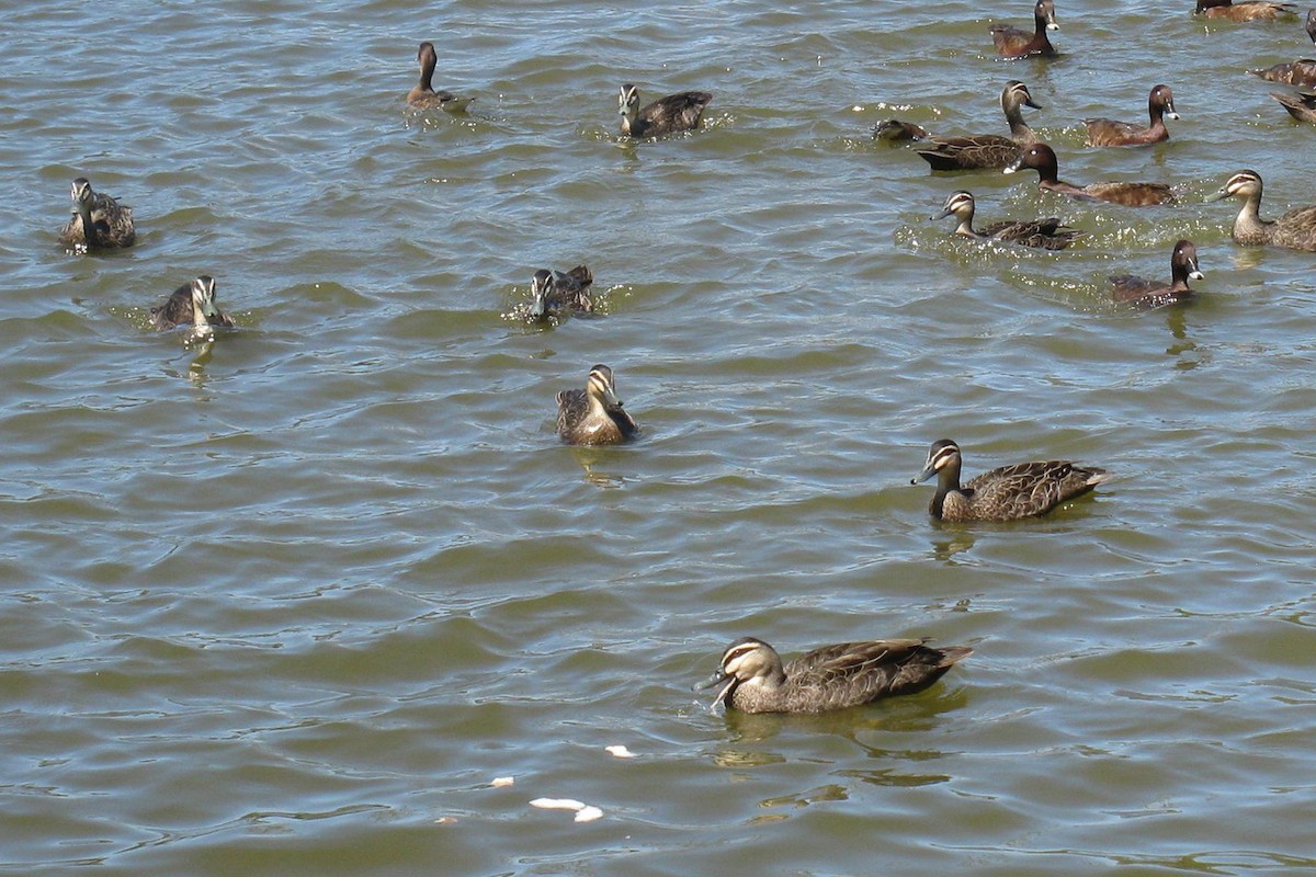 Pacific Black Duck - Deb & Rod R