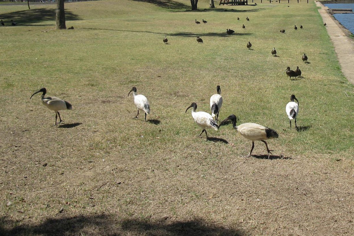 Australian Ibis - Deb & Rod R